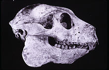220px-Babakotia skull 001