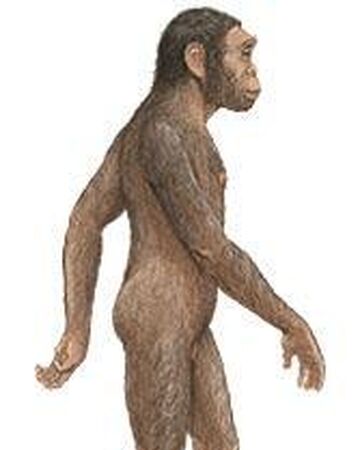 Homo Habilis Wiki Prehistorico Fandom