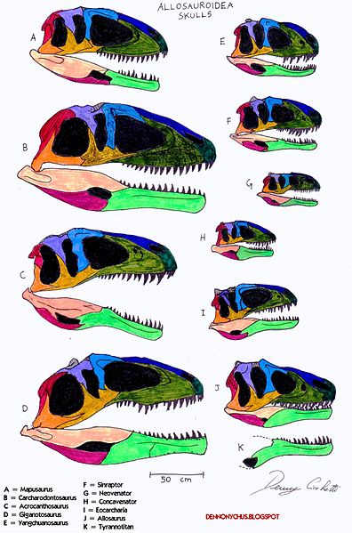 396px-Allosauroidea skull comparison