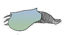 220px-Branchiocaris