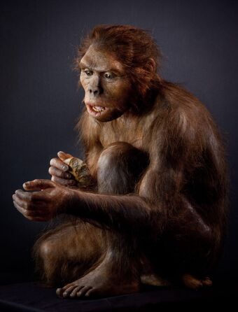 Homo Habilis Wiki Prehistorico Fandom