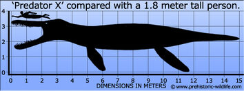 Predator-x-size