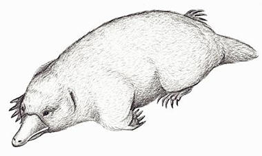 110 kollikodon