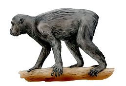 Afropithecus