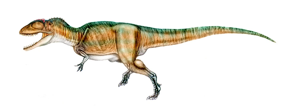 Carcharodontosaurus | Wiki Prehistórico | FANDOM powered by Wikia