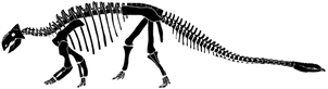 Ankylosaurus skeleton