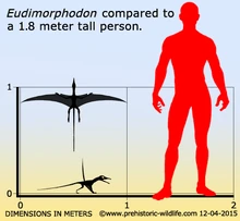 Картинки по запросу Эудиморфодон
