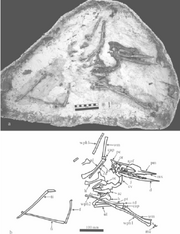 Noripterus complicidens (GIN1251010)