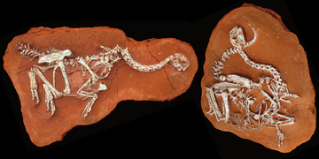Citipati fossil 02