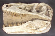 Tarbosaur, wiki animal extinct, fandom alimentat de wikia