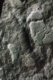 Saarina sp