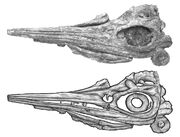 Sveltonectes-skull-big