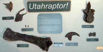 Bones used in the original description of Utahraptor (scale is 10cm).