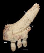150px-Azendohsaurus madagaskarensis premaxilla