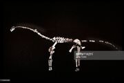 Rapetosaurus fossil