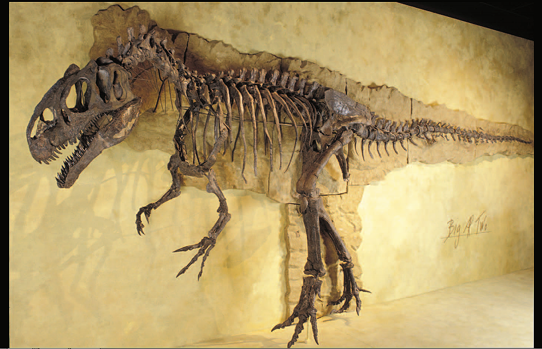 Скелет Аллозавра. Аллозавр динозавр. Аллозавр скелет. Аллозавр окаменелости. Большой ал 2
