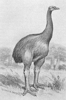 Moa bw