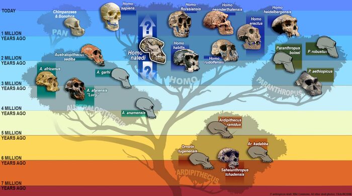 Evolution human
