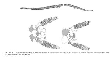 Mauisaurus haasti CM Zfr 115