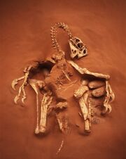 Citipati fossil 01