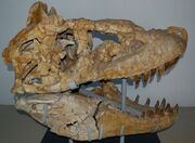 Tarbosaur, wiki animal extinct, fandom alimentat de wikia