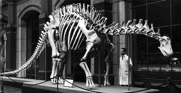 Dicraeosaurus at Museum für Naturkunde Berlin, 1937