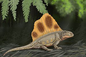300px-Dimetrodon loomisi DB