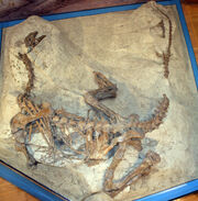 Plateosaurus fossil