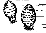 Mandaloceras