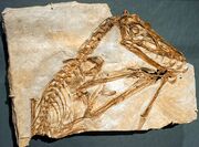 1Scaphognathus crassirostris cast - Pterosaurs Flight in the Age of Dinosaurs