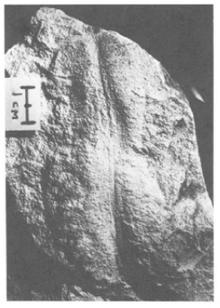 Paleoplatoda