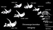 Triceratops ontogenez