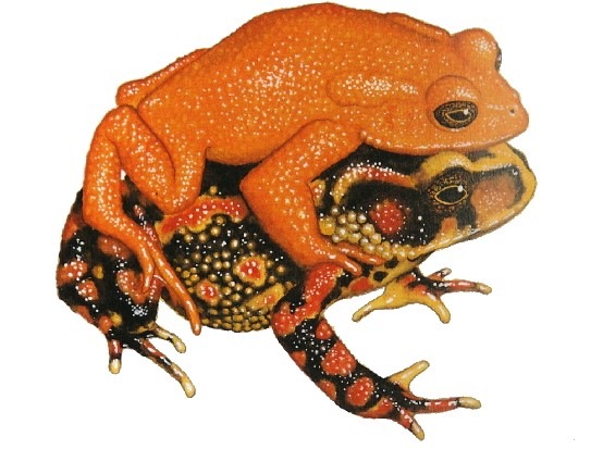 Golden toad Golden toad