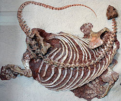 250px-Cotylorhynchus romeri