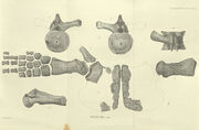 Mauisaurus Haastii, 1873