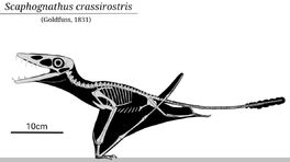 1scaphognathus skeletal by sassypaleonerd dd4xa4p-pre