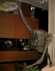 440px-Dromornis stirtoni 01