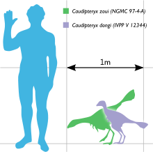 220px-Caudipteryx Scale.svg