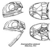 0Anurognathus skull