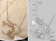 1Kunpengopterus