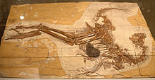 220px-Caudipteryx fossil