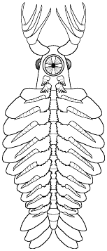 Парапейтоя 2
