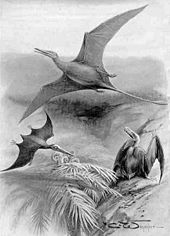 170px-Ramphorhynchus