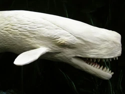 Левиафан Мелвилла | Вымершие животные вики | FANDOM ...