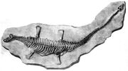 Microcleidus skeleton (Owen, 1865)
