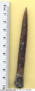 Belemnopsis bessina
