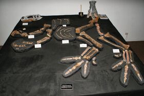Australovenator fossil