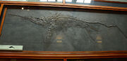 Eurhinosaurus Natural History Museum, London
