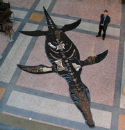 Pliosaurus carpenteri Bristol City Museum