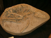 Sinovenator fossil 01